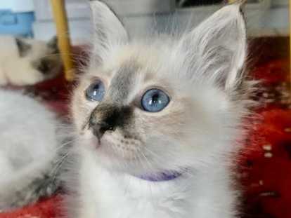 Adorables chatons Sacré de Birmanie LOOF à vendre