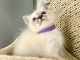 Adorables chatons Sacré de Birmanie LOOF à vendre