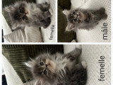 Chatons Persan croisés Maine Coon à vendre