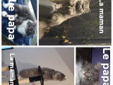 Chatons Persan croisés Maine Coon à vendre