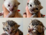 chatons