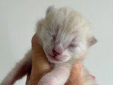 mâle snow mink