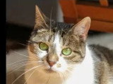 En attente d'un foyer : chatte tigrée et blanche de 8 ans