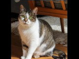 En attente d'un foyer : chatte tigrée et blanche de 8 ans