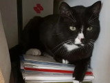 À adopter : chat noir et blanc de 6 ans