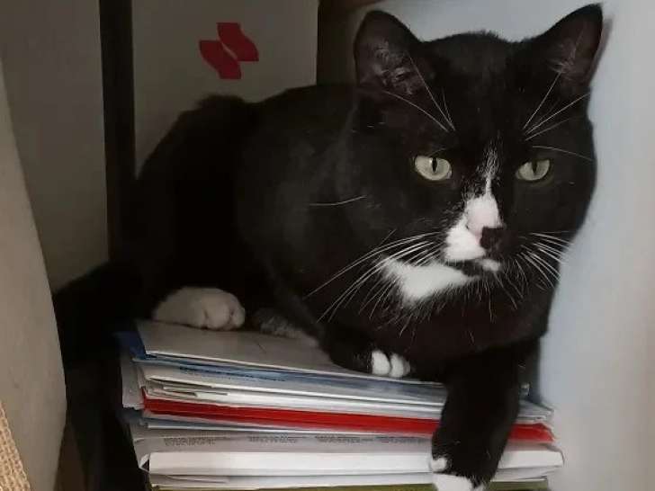 À adopter : chat noir et blanc de 6 ans