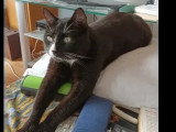 À adopter : chat noir et blanc de 6 ans