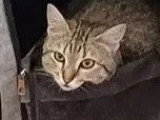 À la recherche d'une famille : chatte tigrée de 2 ans