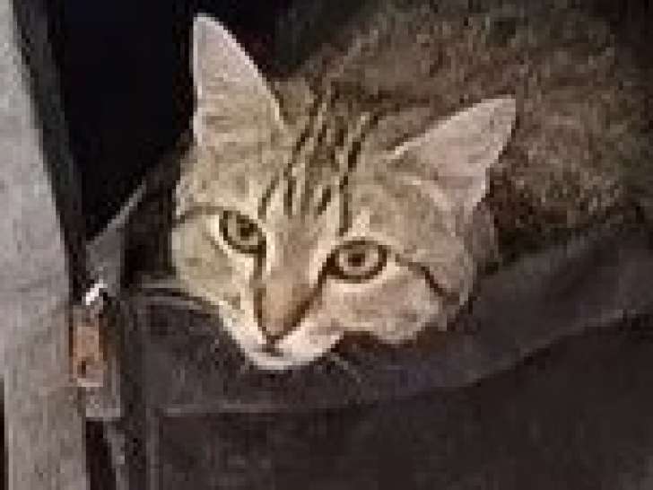 À la recherche d'une famille : chatte tigrée de 2 ans