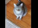 À la recherche d'une famille : chatte tigrée de 2 ans