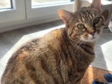 En quête d'un foyer : chatte tigrée de 2 ans