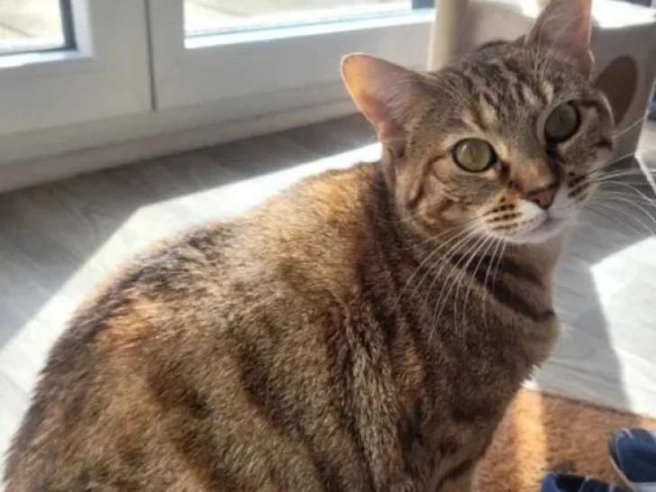 En quête d'un foyer : chatte tigrée de 2 ans