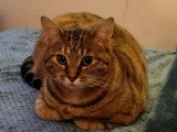 En quête d'un foyer : chatte tigrée de 2 ans