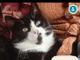 Prêt pour l'adoption : chat noir et blanc de 3 ans
