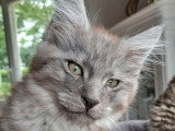 Chaton Maine Coon mâle black smoke de février 2026 LOOF à vendre