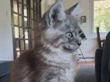 Chaton Maine Coon mâle black smoke de février 2026 LOOF à vendre