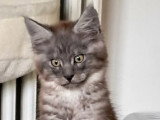 Chaton Maine Coon mâle black smoke de février 2026 LOOF à vendre