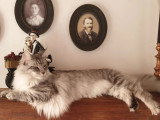 Chaton Maine Coon mâle black smoke de février 2026 LOOF à vendre