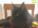Chaton Maine Coon mâle black smoke de février 2026 LOOF à vendre