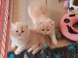 3 chatons mâles Persan non LOOF 2 crèmes 1 roux d'avril 2026 à réserver