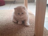 3 chatons mâles Persan non LOOF 2 crèmes 1 roux d'avril 2026 à réserver