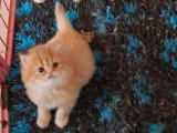 3 chatons mâles Persan non LOOF 2 crèmes 1 roux d'avril 2026 à réserver