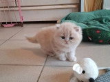 3 chatons mâles Persan non LOOF 2 crèmes 1 roux d'avril 2026 à réserver