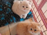 3 chatons mâles Persan non LOOF 2 crèmes 1 roux d'avril 2026 à réserver