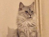 Chatte Maine Coon 4 ans lignée américaine inscrite au LOOF à vendre