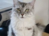 Chatte Maine Coon 4 ans lignée américaine inscrite au LOOF à vendre