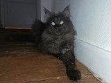 Chatte Maine Coon black smoke de 2023 LOOF à vendre