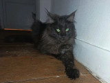Chatte Maine Coon black smoke de 2023 LOOF à vendre