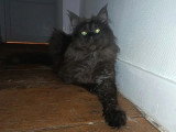 Chatte Maine Coon black smoke de 2023 LOOF à vendre