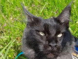 Chatte Maine Coon black smoke de 2023 LOOF à vendre