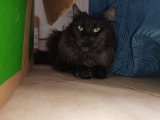 Chatte Maine Coon black smoke de 2023 LOOF à vendre