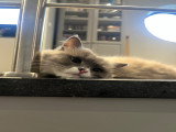 Femelle British Longhair disponible pour saillie