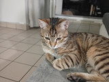 Jeune chat à donner
