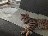 Jeune chat à donner