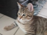 Jeune chat à donner