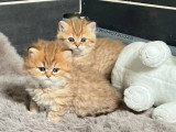 Réservation 2 chatons British Longhair black golden shaded LOOF