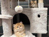 Réservation 2 chatons British Longhair black golden shaded LOOF