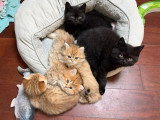 Réservation 2 chatons British Longhair black golden shaded LOOF