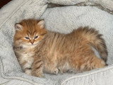 Réservation 2 chatons British Longhair black golden shaded LOOF