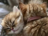 Réservation 2 chatons British Longhair black golden shaded LOOF