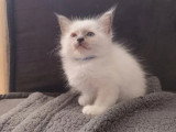 2 chatons Sacrés de Birmanie blue point LOOF nés en mars 2026 à vendre