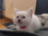 2 chatons Sacrés de Birmanie blue point LOOF nés en mars 2026 à vendre