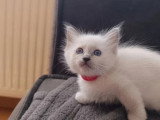 2 chatons Sacrés de Birmanie blue point LOOF nés en mars 2026 à vendre