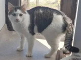 À adopter : chat au pelage gris et blanc de 2 ans