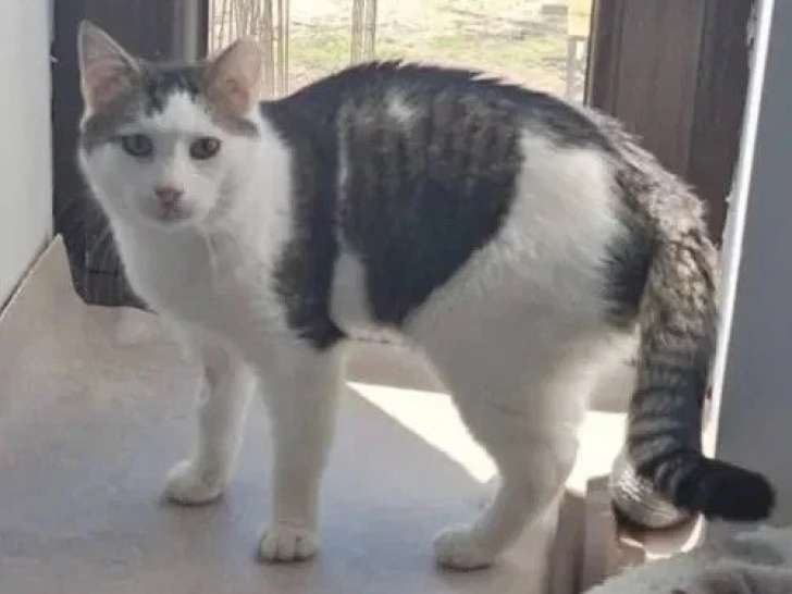 À adopter : chat au pelage gris et blanc de 2 ans