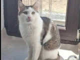 À adopter : chat au pelage gris et blanc de 2 ans